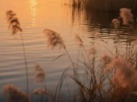 專家示警:「屬鼠 屬虎 屬龍 屬豬 屬狗」年底恐有大變動! 專家示警:「屬鼠 屬虎 屬龍 屬豬 屬狗」年底恐有大變動!