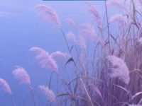 專家示警：10月「屬虎、屬兔、屬蛇、屬豬」恐有大變動！