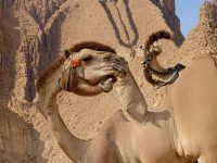 以第一眼為準,98%的人看到的都是「大象」!看你2026年是富還是窮 以第一眼為準,98%的人看到的都是「大象」!看你2026年是富還是窮