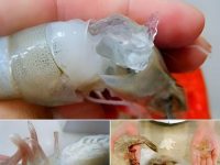 剛買回家!他煮蝦子當晚餐「 撥開蝦頭傻眼 」嚇立刻報警,警察:幸好沒吃! 剛買回家!他煮蝦子當晚餐「 撥開蝦頭傻眼 」嚇立刻報警,警察:幸好沒吃!