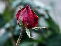 專家示警：11月「屬猴 雞 豬 虎 蛇」一定要看！