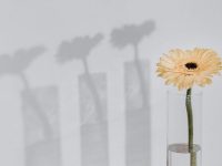 年底「屬豬 屬猴 屬虎 屬蛇 屬牛」恐會遭遇大變動! 年底「屬豬 屬猴 屬虎 屬蛇 屬牛」恐會遭遇大變動!