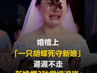 婚禮上，「一只蝴蝶死守新娘」遲遲不走「新娘愣3秒」當場淚崩顫喊：今天他的真來了