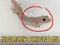 壁虎進到家中,預示著什麼?是老天爺的重大訊號,千萬別不當一回事! 壁虎進到家中,預示著什麼?是老天爺的重大訊號,千萬別不當一回事!