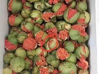 男友寄來一包「干癟蟲卵」,我嚇到反胃直接扔掉!網友急瘋:快撿回來,這可是寶貝! 男友寄來一包「干癟蟲卵」,我嚇到反胃直接扔掉!網友急瘋:快撿回來,這可是寶貝!