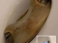 洗手驚見水槽「2粒緊盯」她嚇到尖叫!6周後結局出乎意料 洗手驚見水槽「2粒緊盯」她嚇到尖叫!6周後結局出乎意料