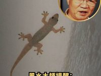 風水大師提醒：壁虎不進旺宅？當壁虎進屋後，這兩件事要留意！
