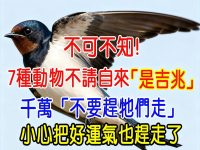 不可不知！7種動物不請自來「是吉兆」　千萬「不要趕牠們走」小心把好運氣也趕走了