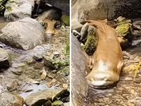 山溪驚見「四腳水怪」!露營客錄下後急逃離,看完「網友科普」追悔莫及 山溪驚見「四腳水怪」!露營客錄下後急逃離,看完「網友科普」追悔莫及