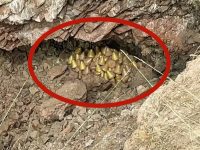 登山客驚見「神秘黃金」剛要撿回家,山友急勸別碰曝「真實身分」 登山客驚見「神秘黃金」剛要撿回家,山友急勸別碰曝「真實身分」