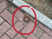 路上驚見「神秘手串」他想撿回家！網嚇瘋急阻：千萬別碰…下場超毛​
