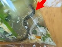 以為是蛇！他外帶蛋花湯「驚見超巨一條」煮熟飄湯裡，內行網友笑：「這碗至少上千元」