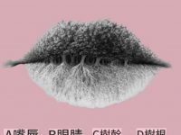 你第一眼看到什麼，測你真心愛過幾個人