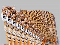 脾氣越好的人，越容易找全！圖中有幾隻老虎？