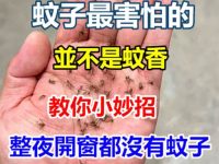 蚊子最害怕的並不是蚊香,教你一個方法,整夜開窗都沒有蚊子! 蚊子最害怕的並不是蚊香,教你一個方法,整夜開窗都沒有蚊子!
