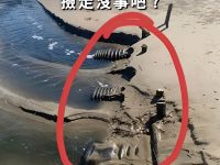 阿嬤傳海邊照問「這能撿嗎」，他放大看清圖中「塑膠殼」 全身發毛：別想打它的主意啊