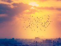 2026遇天月星注意！「4生肖」年初走衰運