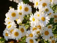 專家提醒：上半年「屬龍 屬虎 屬豬 屬蛇 屬猴」一定要看！