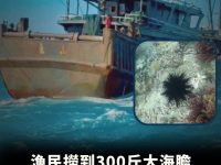 漁民撈到300斤大海膽，上岸後被老闆80萬買下，一刀切開後所有人愣住！