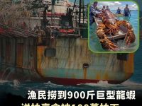漁民撈到900斤巨型龍蝦，送拍賣會被100萬拍下，當場一刀劈開，下一幕所有人傻眼！